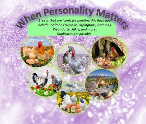 Hen Personality.png