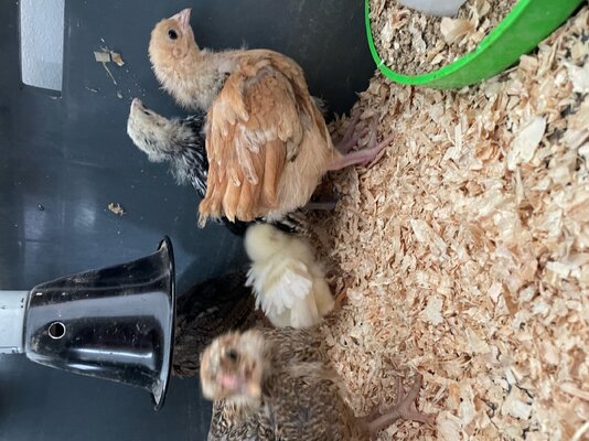 chick.jpg chick.jpg