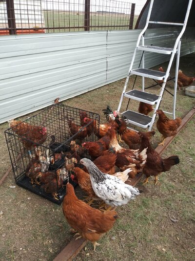 Got Chickens.jpg