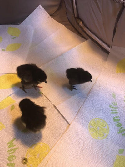 stella and henrietta babies.jpg