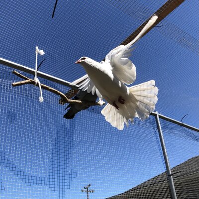 DIY Dove Release: Why it’s a Bad Idea