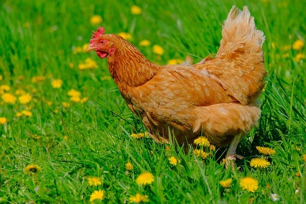 chicken-g078ec70cc_640.jpg