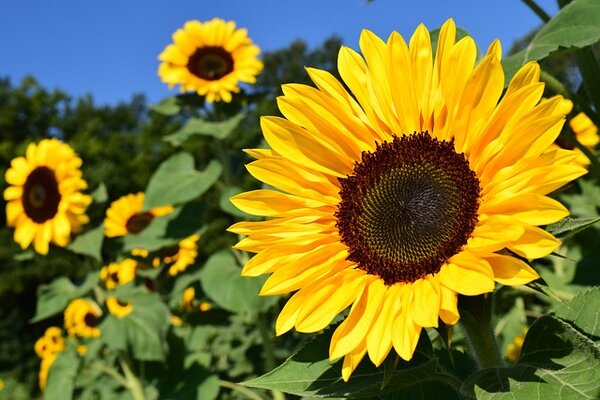 sunflower-ga4ba81114_640.jpg