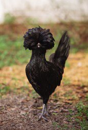 pure-black-polish-chicken-hen-260nw-1840092415.jpg