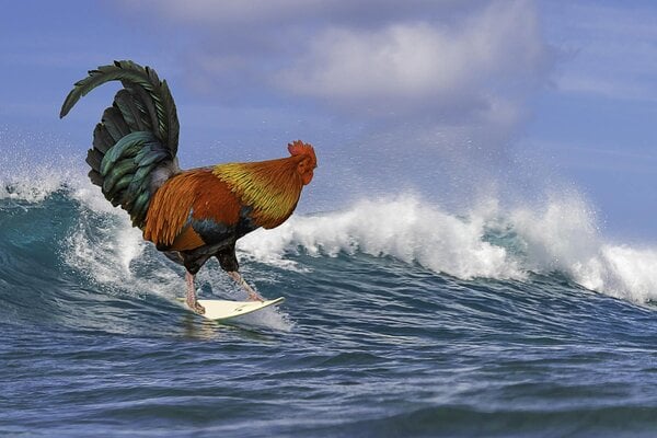 Surf Chicken - Chicken Art, Chicken Postcards, Surfing Keychain, Surfing Postcards, Chicken L...jpeg