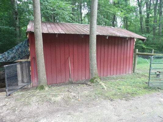 Coop using old shed!