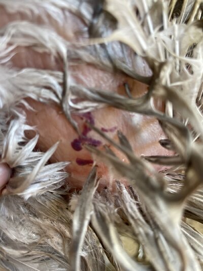 IMG_4782.jpeg