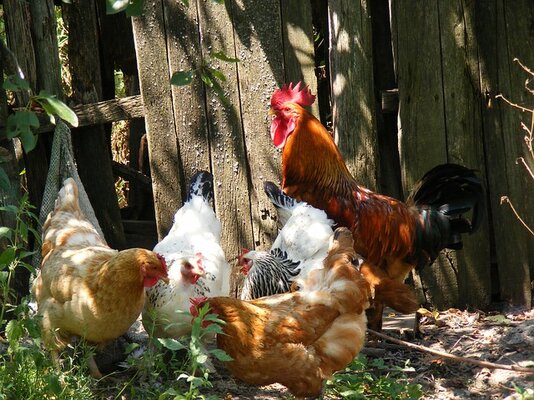 chicken-gdfbe0f683_640.jpg