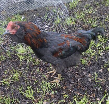 Australorp, Sapphire Gem Blend 1.jpeg