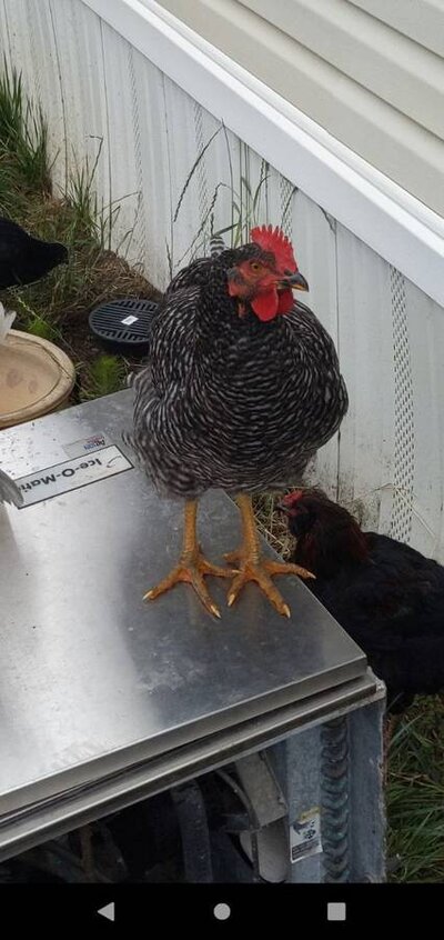Barred Rock 1.jpeg