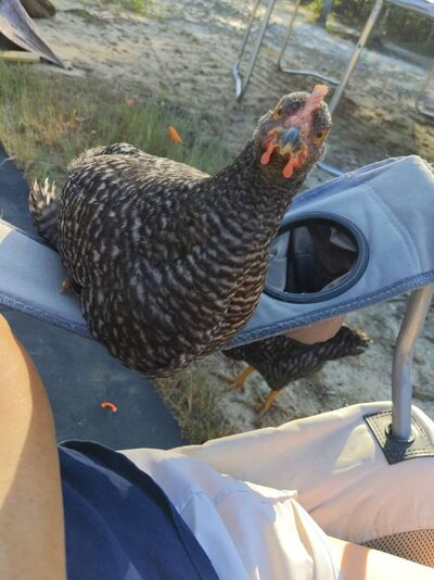 Barred Rock 2.jpeg