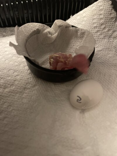 IMG_1225.jpeg