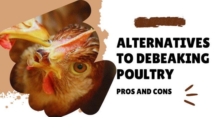 Alternatives To Debeaking Poultry.png