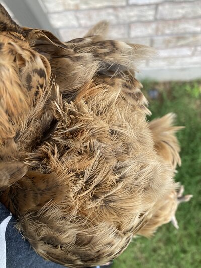 IMG_9999.jpeg IMG_9999.jpeg