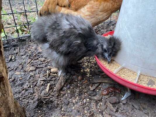 Videos on how to tube feed chickens