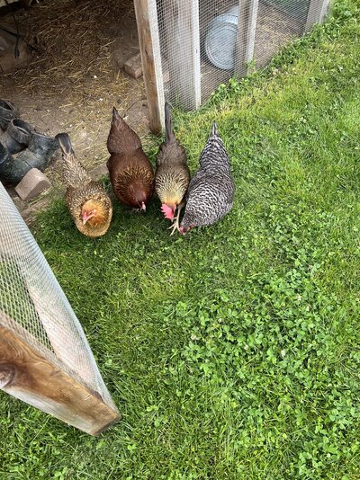 hens 2023.jpeg hens 2023.jpeg