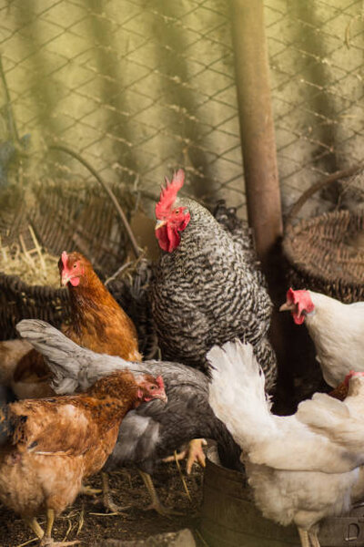 layer hens.jpeg
