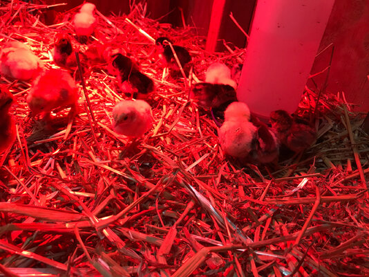 babbies.jpg babbies.jpg