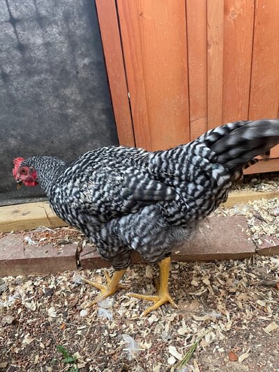 Barred Rock.jpg