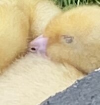 IMG_5833.jpeg
