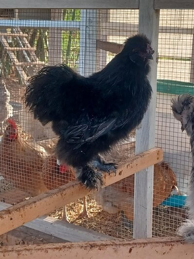 All about Silkies!