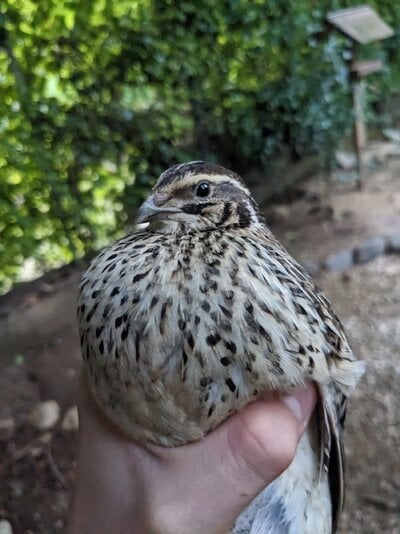 Caring for, incubating, and raising Coturnix quail