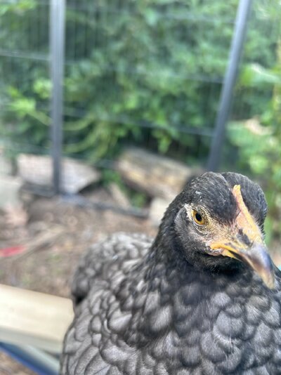 IMG_0729.jpeg