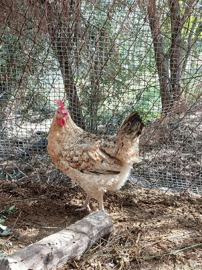 Tsouloufati, a quick look into this humble landrace