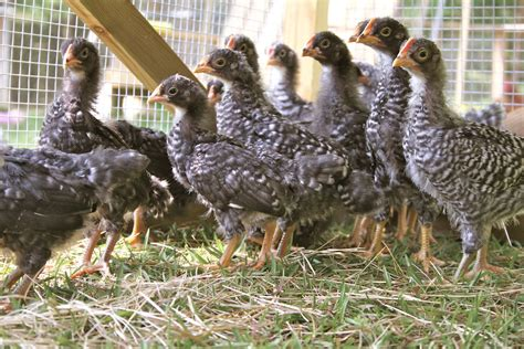 Tips for Re-homing Cockerels and Roosters