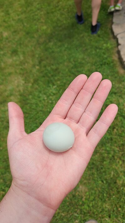 Dolly's first egg in the nesting box.jpg