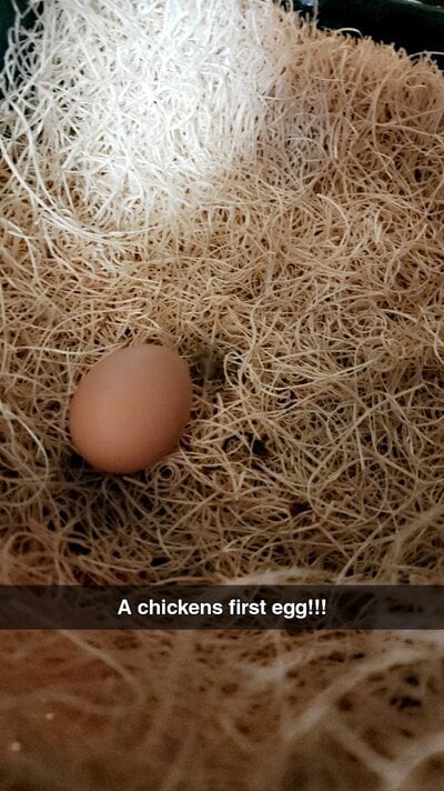 Snapchat-773357199.jpg
