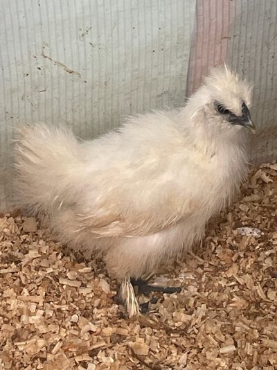 white silkie 2.jpg