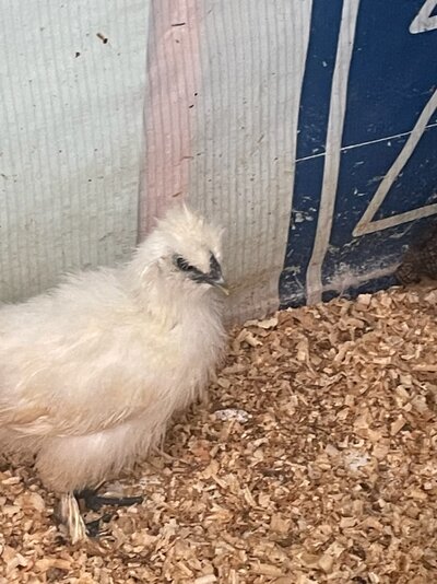 White silkie 3.jpg