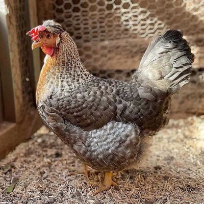 cream-legbar-chicken.jpg