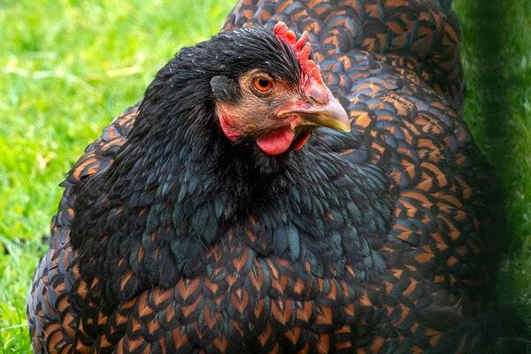 Barnevelder-Chicken-.jpg