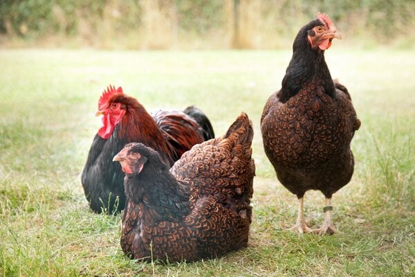 The Mighty Barnevelder