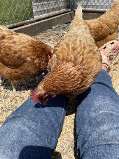 hens1.jpg
