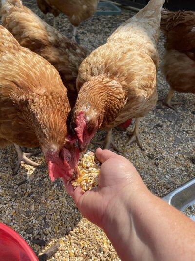 hens3.jpg