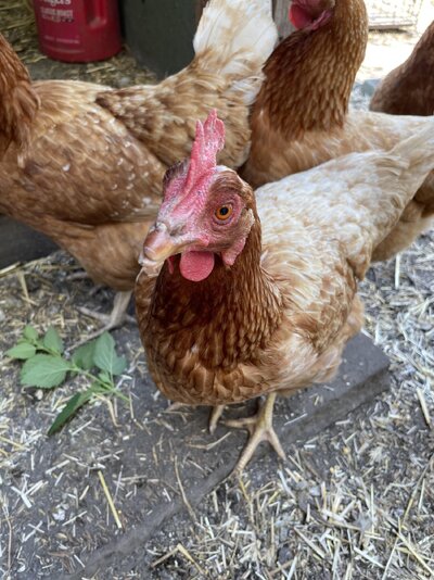 hens4.jpg