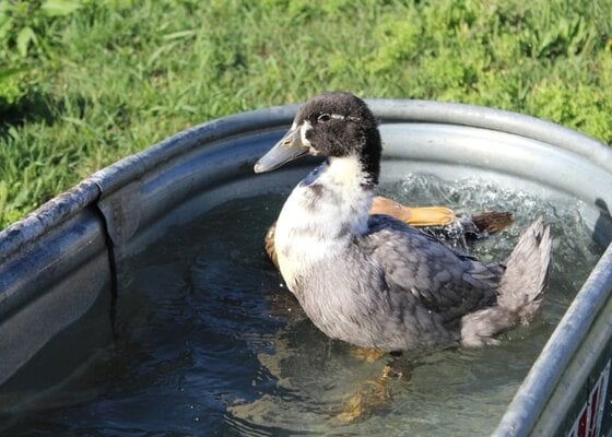 blue-swedish-duck-on-a-pool.jpg