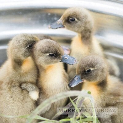 McMurrayHatchery-Blue-Swedish-Ducklings.jpg