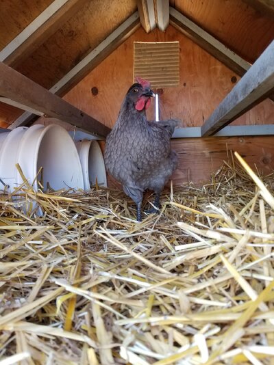 hen.jpg