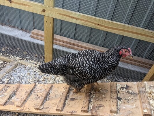 Current Barred Rock Picture 1.jpg
