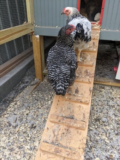 Current Barred Rock Picture 2 (with the other surprise Roo).jpg