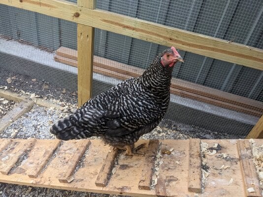 Current Barred Rock Picture 3.jpg