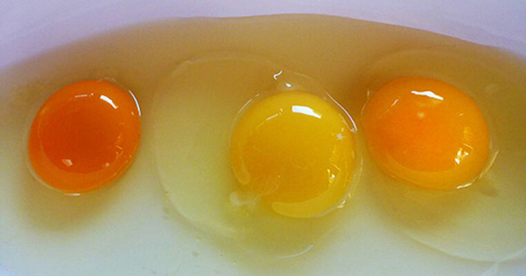 Difference in Eggs.jpg