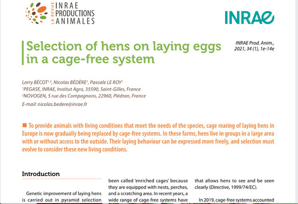 INRAE Selection of hens 1.jpg