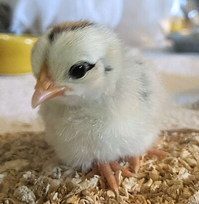 Chicks 3.jpg