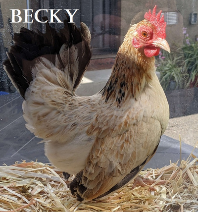 Chicken Becky.png