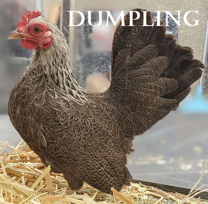 Chicken Dumpling.png